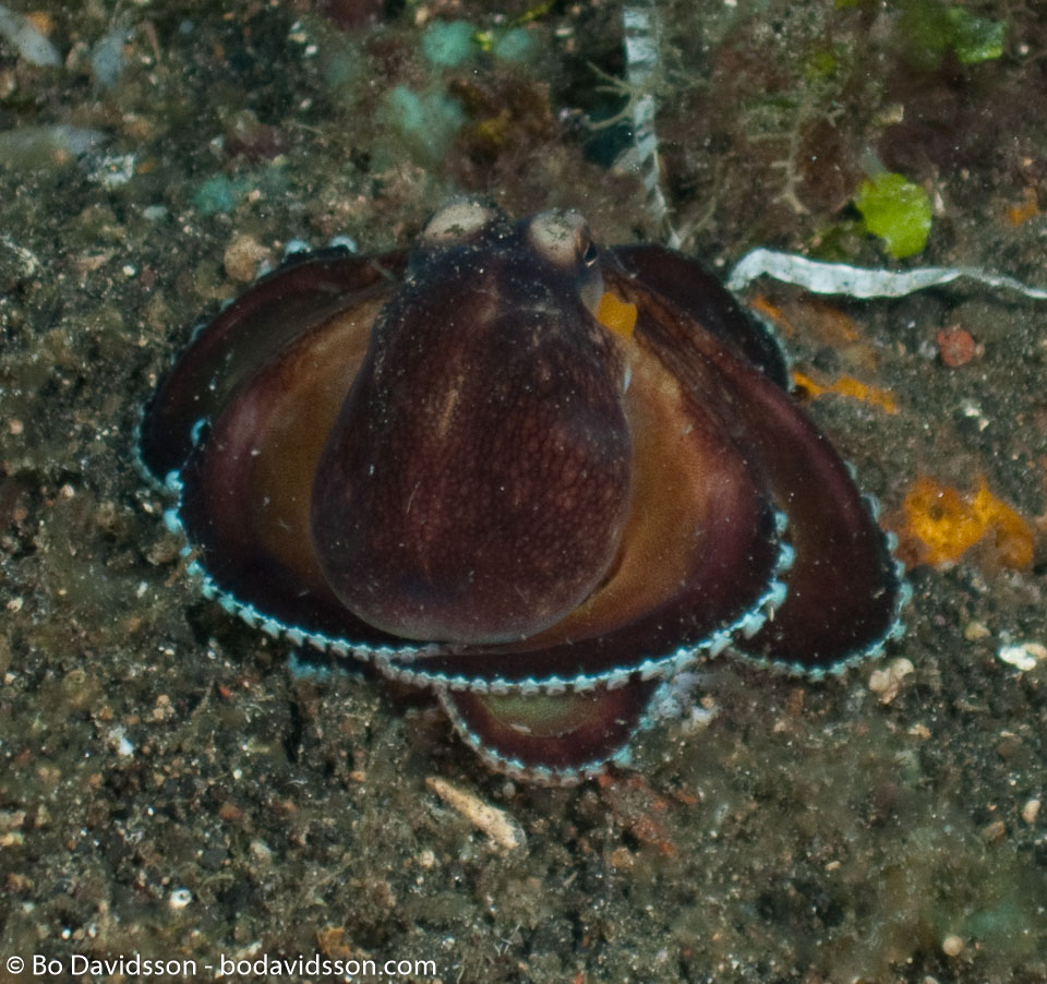 BD-090925-Lembeh-9253889-Amphioctopus-marginatus-(Iw-Takia-1964)-[Coconut-octopus].jpg